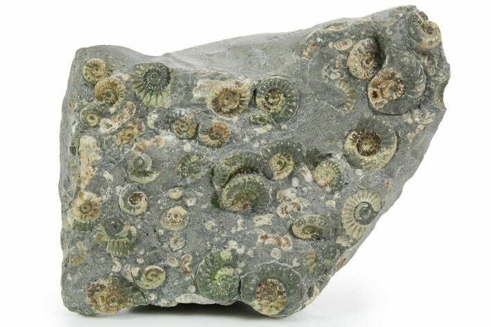 Fossil Ammonite (Promicroceras) Cluster - Marston Magna, England #353870